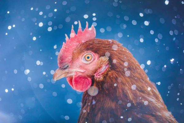 Freilandhaltung Rustikale Eier Huhn Porträt Henne Draußen Wintersturm — Stockfoto