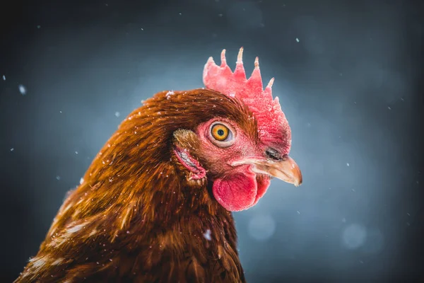 Portrait Poulet Aux Œufs Rustiques Domestiques Plein Air Pendant Tempête — Photo