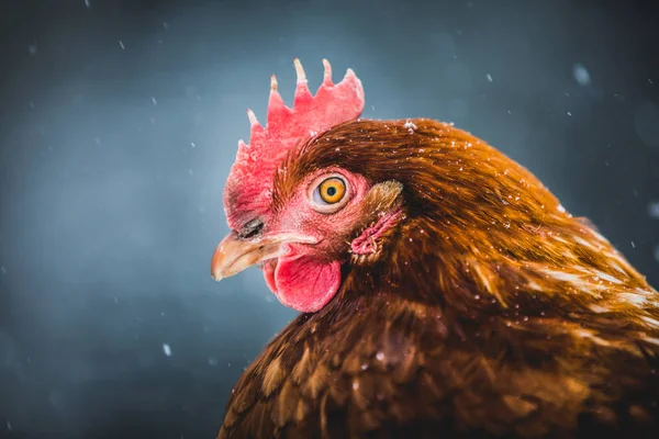 Frigående Inhemska Rustika Ägg Kyckling Porträtt Höna Utanför Winter Storm — Stockfoto