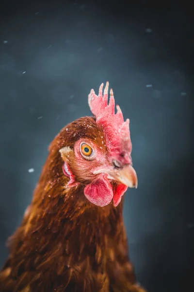 Freilandhaltung Inländische Rustikale Eier Huhn Porträt Henne Draußen Wintersturm — Stockfoto