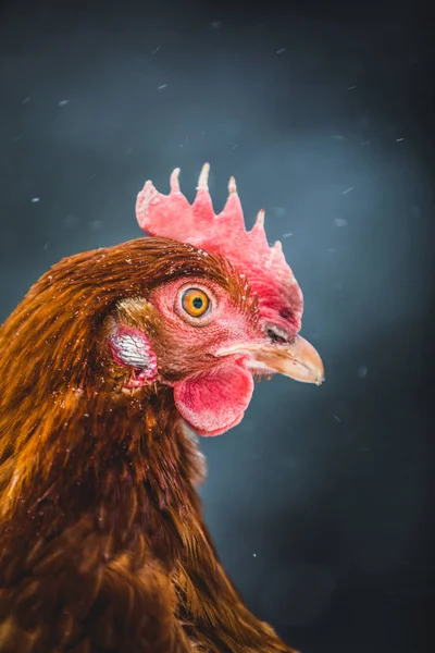 Portrait Poulet Aux Œufs Rustiques Domestiques Plein Air Pendant Tempête — Photo