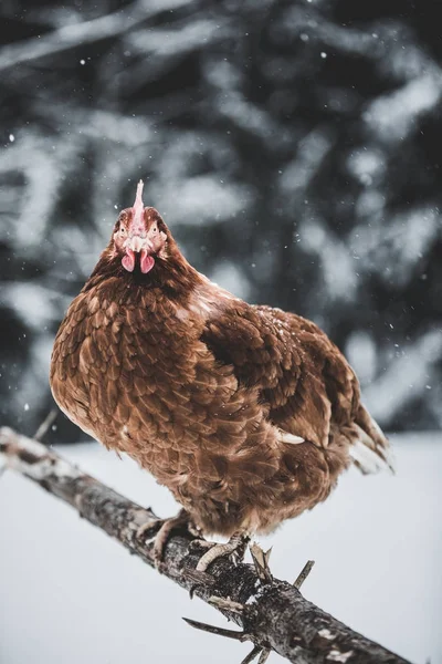 Freilandhaltung Inländische Rustikale Eier Huhn Auf Einem Holzzweig Außerhalb Während — Stockfoto