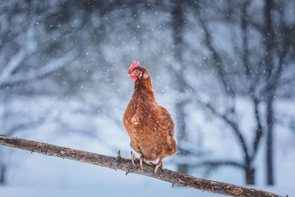 Сельский Цыпленок Ветке Леса Время Зимнего Шторма Лицензионные Стоковые Изображения