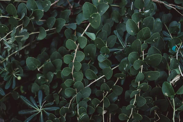 Close Shot Plant Forming Pattern Cider Gum — Stock Photo, Image