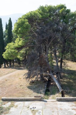 Kırık bir ağacın altında vahşi keçiler otluyor.