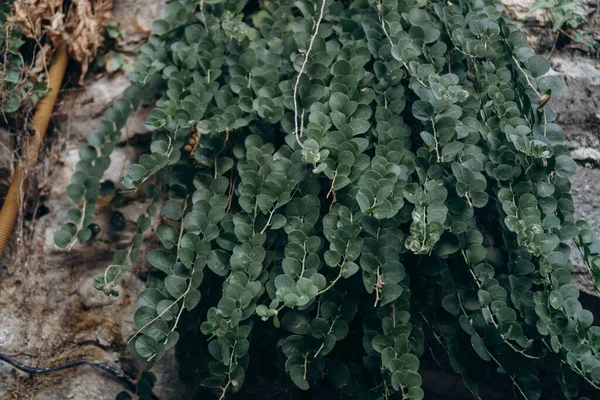 Bush Green Plant Hangs Stone Wall Copy Space — Stock Photo, Image