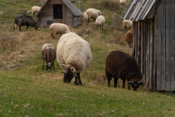 Shaggy Moutons Pâturent Sur Une Colline Verte — Photo