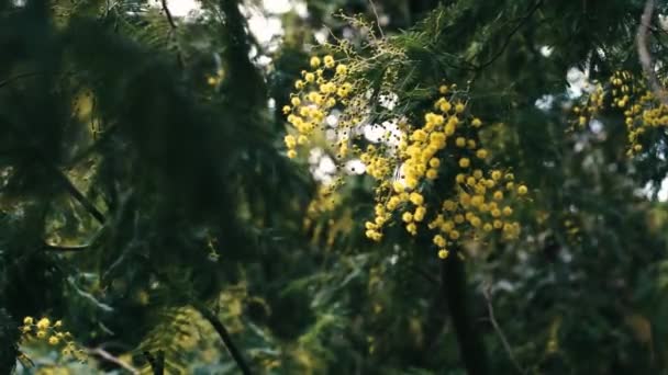Árbol Acacia Con Flores Primavera — Vídeo de stock