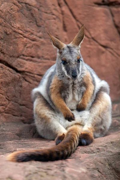 Park içinde taşlar üzerinde dinlenme kanguru