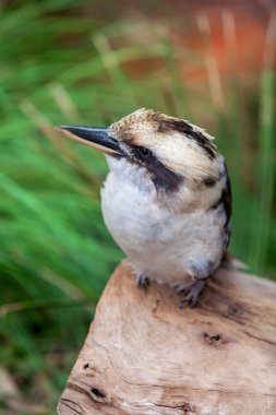 Bir oturum açma oturan bir ahmak