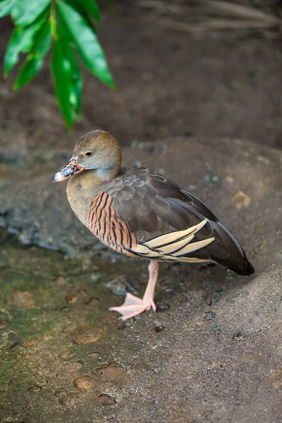 Kayaların üzerinde ördek