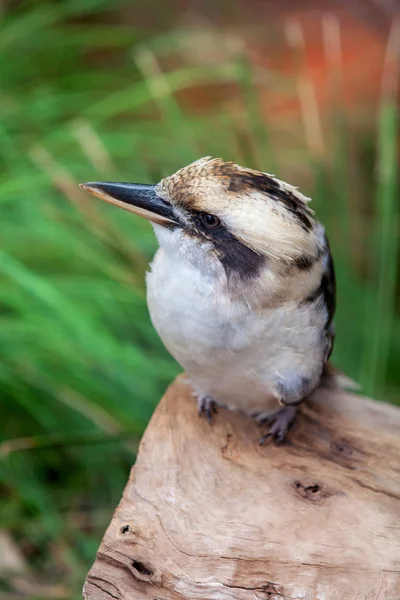 Bir oturum açma oturan bir ahmak