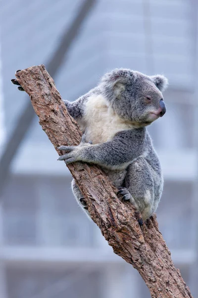 Bir ağaç dalı üzerinde Koala