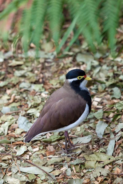 Kuş düşen yapraklar üzerinde