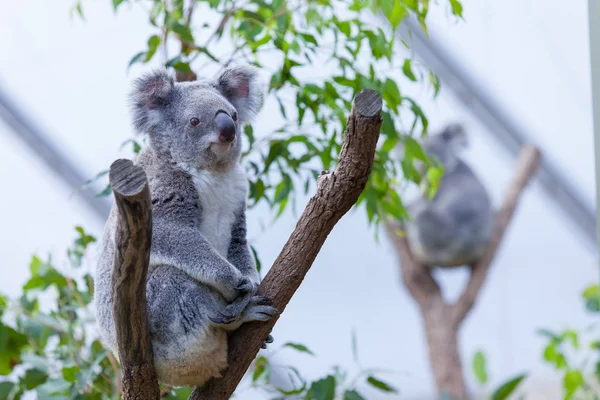 Bir ağaç dalı üzerinde Koala