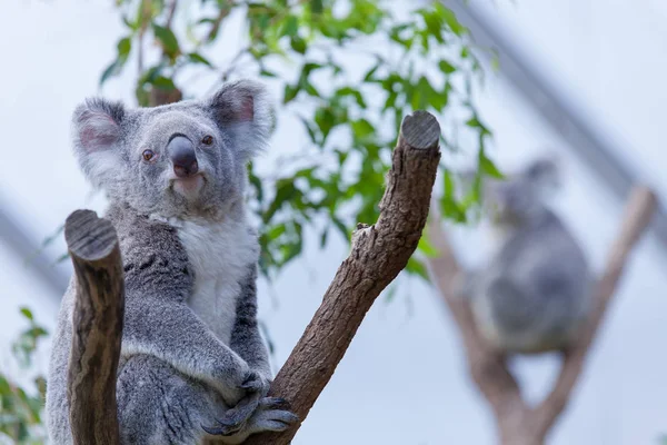 Koala em um galho de árvore — Fotografia de Stock