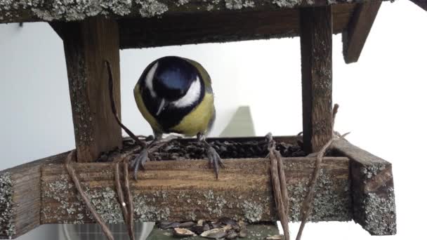 Vogel Verpletterend Eet Zonnebloempitten Dichtbij — Stockvideo