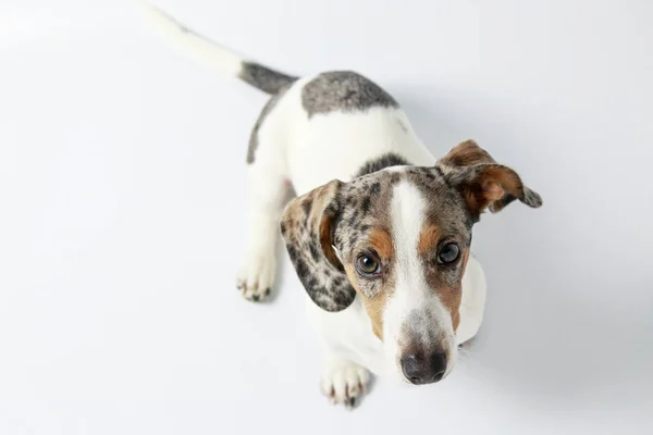 可爱的Dachshund小狗与白色和斑斑的花冠和苹果f — 图库照片