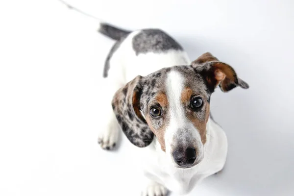 Adorable cachorro dachshund con blanco, marrón y gris dapple y — Foto de Stock