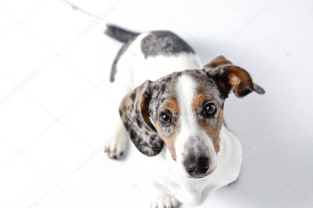 Adorable dachshund puppy with white, brown, and gray dapple and 