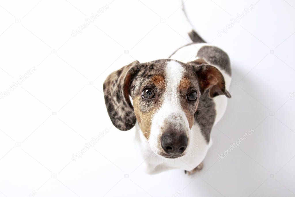 Cute Dachshund puppy dog with white and spotted fur looking at t