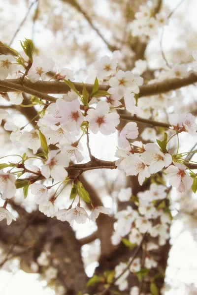 Parkta bir bahar günü, dikey beyaz kiraz çiçekleri..