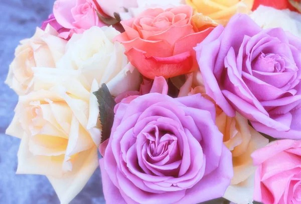 Πολύχρωμο Φόντο Τριαντάφυλλο Πολύχρωμο Floral Φόντο Ροζ Και Λεβάντα Τριαντάφυλλα — Φωτογραφία Αρχείου