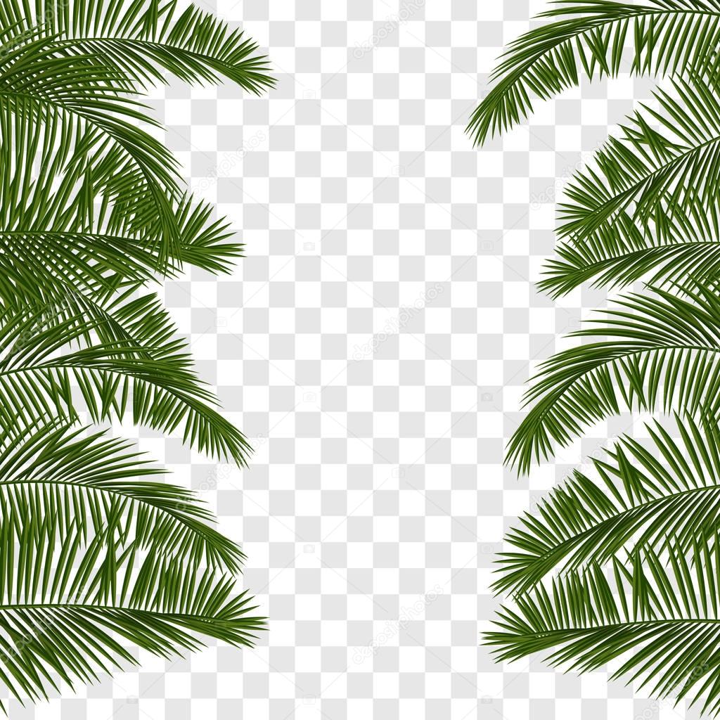 Summer green palm leaf transparent