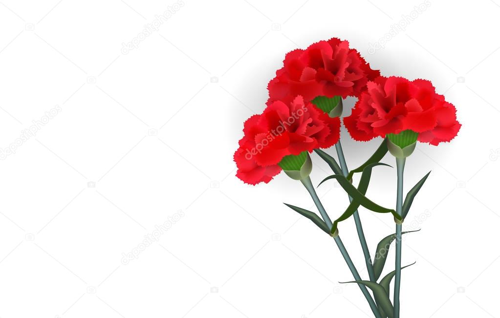 Realistic red flower carnation isolated white