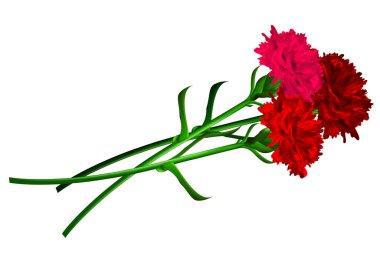 Beyaz arkaplanda kırmızı karanfil çiçeği izole