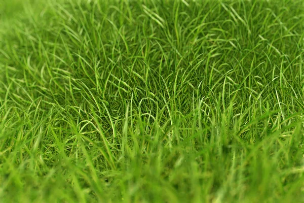 Realistischer Rasen mit grünem Gras — Stockfoto