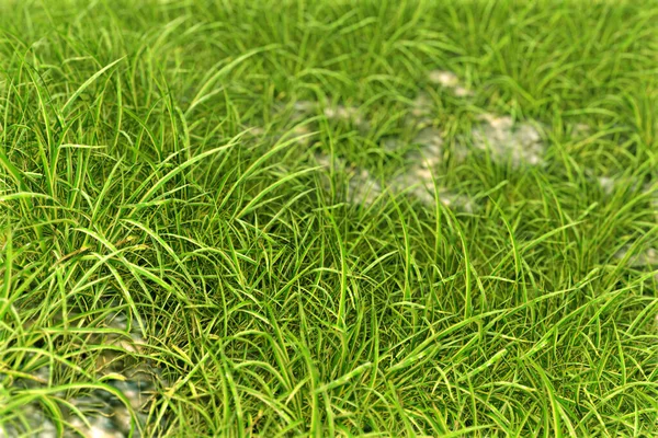 Realistic lawn with green grass render 3d — Stock Photo, Image