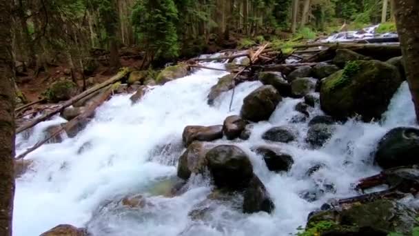 Cascade de montagne dans la rivière de la forêt Dombai . — Video