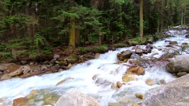 Wodospad górski w Dombai rzeki lasu — Wideo stockowe