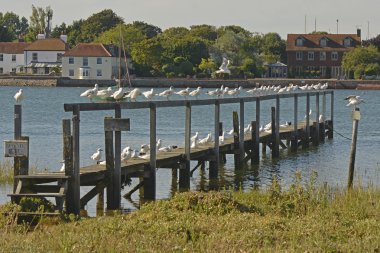 Martılar iskele üzerinde. Bosham, Sussex, İngiltere