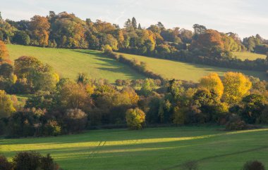 Sonbahar Woodland, Surrey, İngiltere
