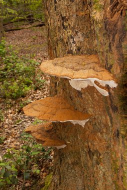 Ganoderma applanatum mantar