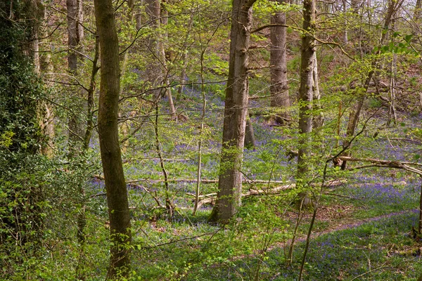 Engelska skogsmark på våren — Stockfoto