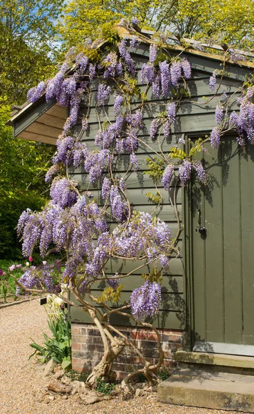 Wisteria growing over shed — Stock Photo, Image