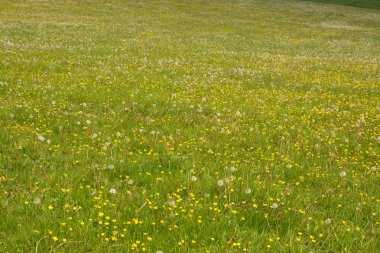 Çim ve kır çiçekleri
