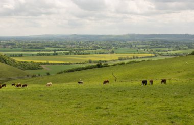 PEWSEY Hills, Wiltshire, İngiltere