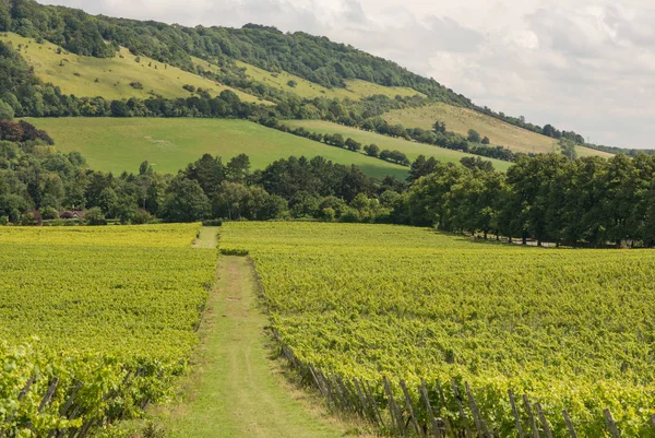Kutusu Hill, Dorking, Surrey, İngiltere