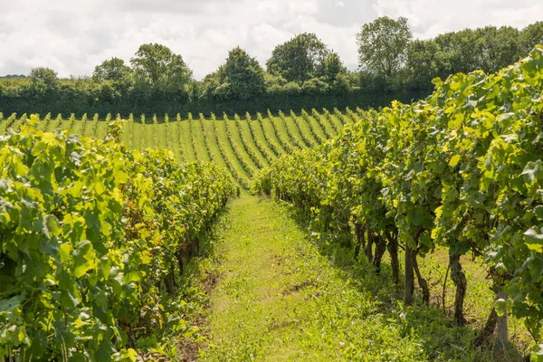 Bağ, Dorking, Surrey, İngiltere