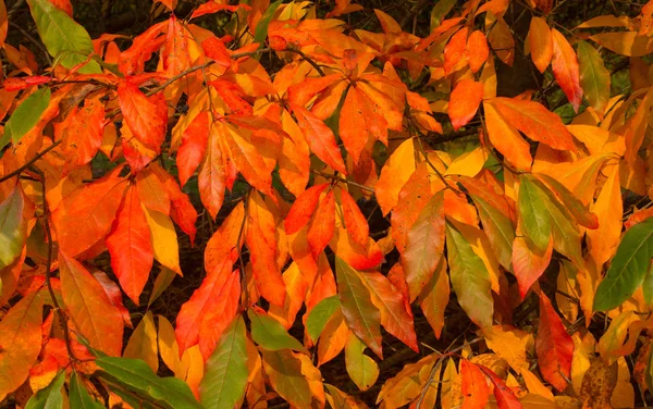 Hojas de otoño (otoño) — Foto de Stock