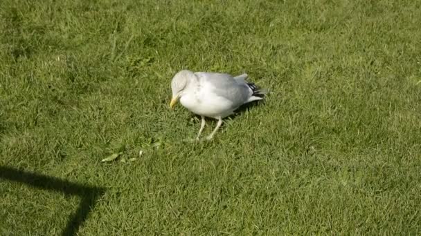 Gaviota Arenque Bailando Golpeando Suelo Con Los Pies Para Atraer — Vídeo de stock