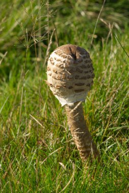 Lepiota Cristata mantarı