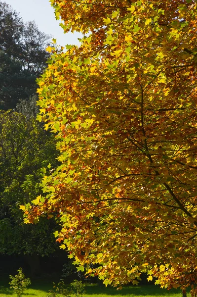 Höstlöv i solljus — Stockfoto