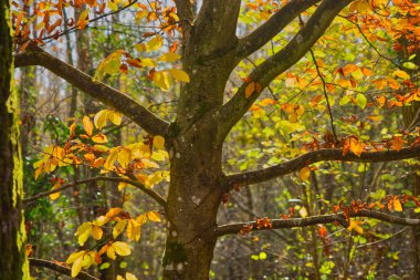 Sonbahar (Sonbahar) Kayın yaprakları güneş ışığında. Batı Sussex, İngiltere 'deki Woodland