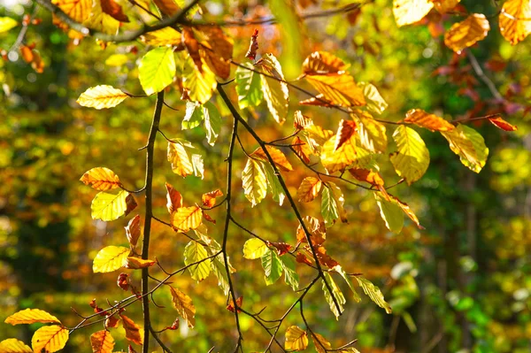 Outono Outono Folhas Faia Luz Sol Madeira Serrada West Sussex — Fotografia de Stock