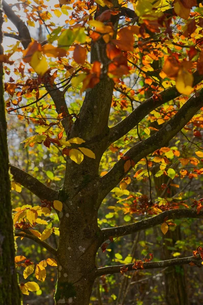 Sonbahar (Sonbahar) Kayın yaprakları güneş ışığında. Batı Sussex, İngiltere 'deki Woodland